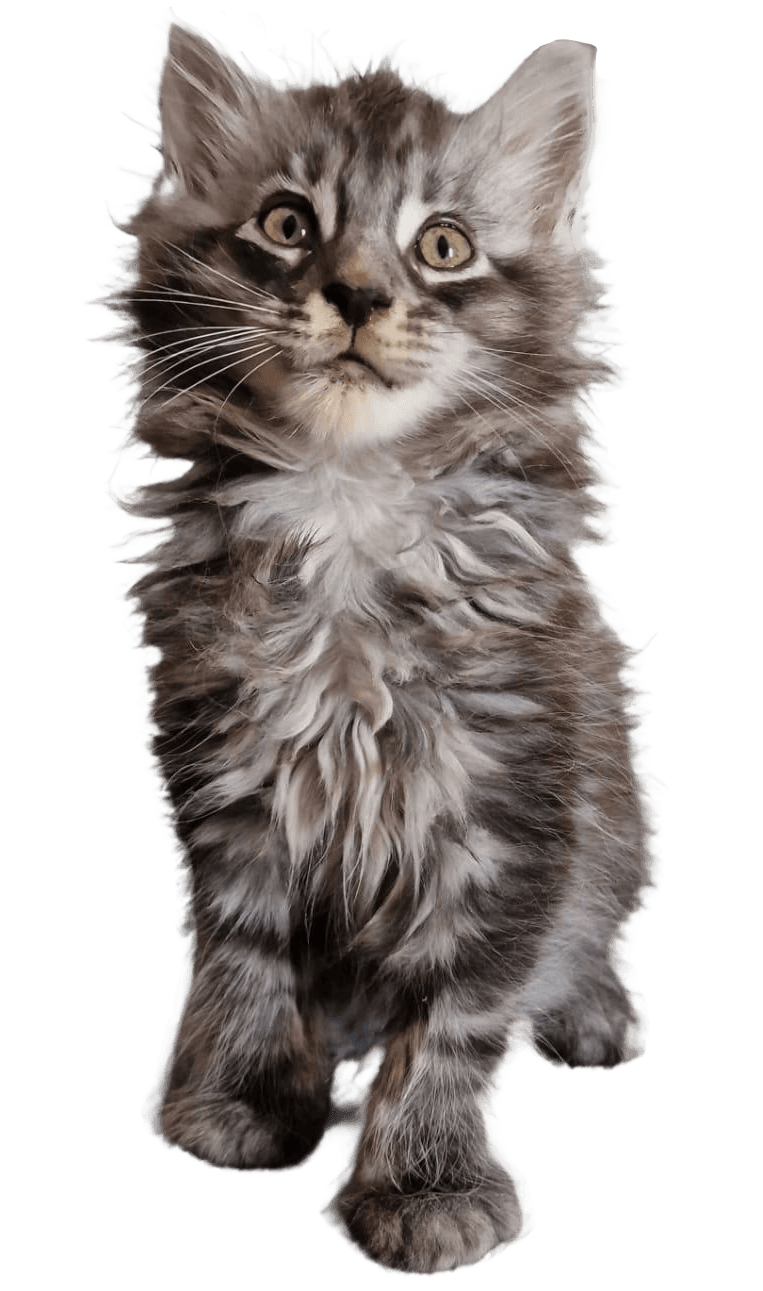 Maine Coon adorabile
