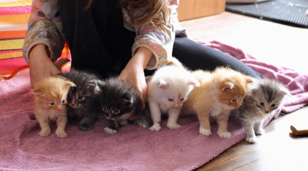 Adorabili cuccioli di Maine Coon