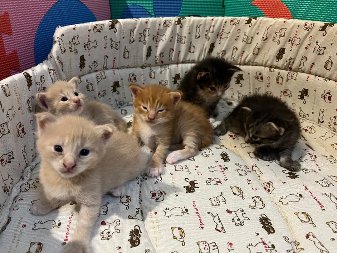 Cuccioli pronti per l'adozione