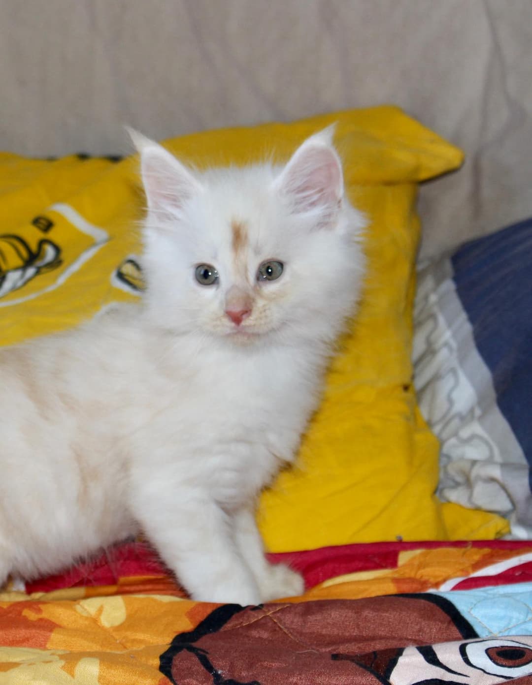 Cuccioli sani e felici durante i controlli veterinari