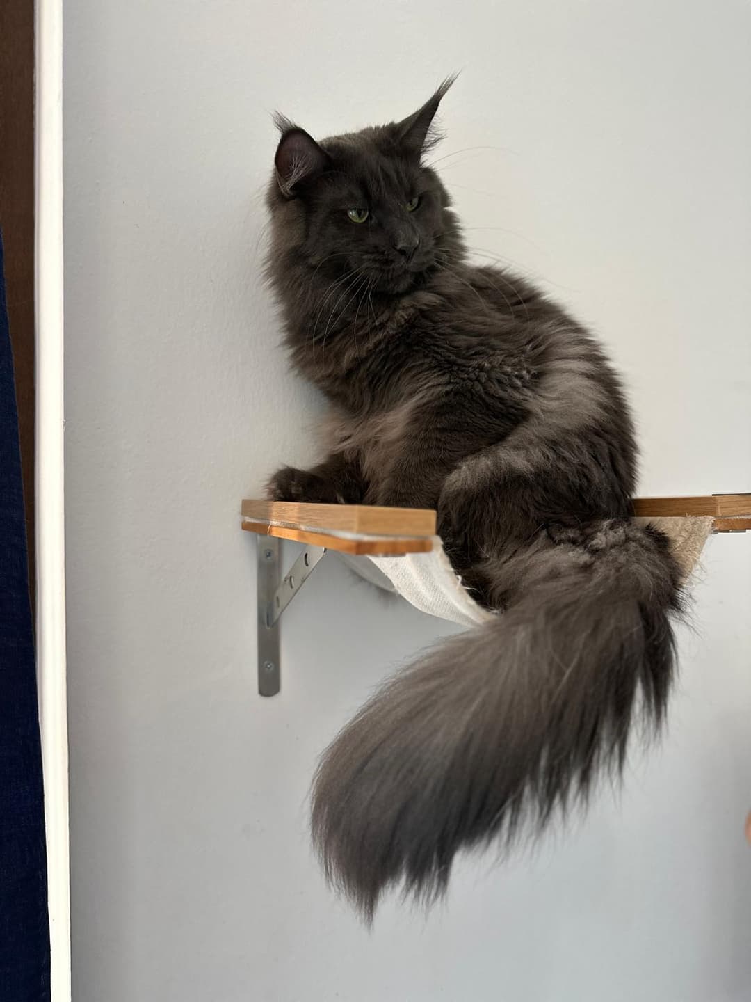 Maine Coon che mostra le caratteristiche fisiche della razza