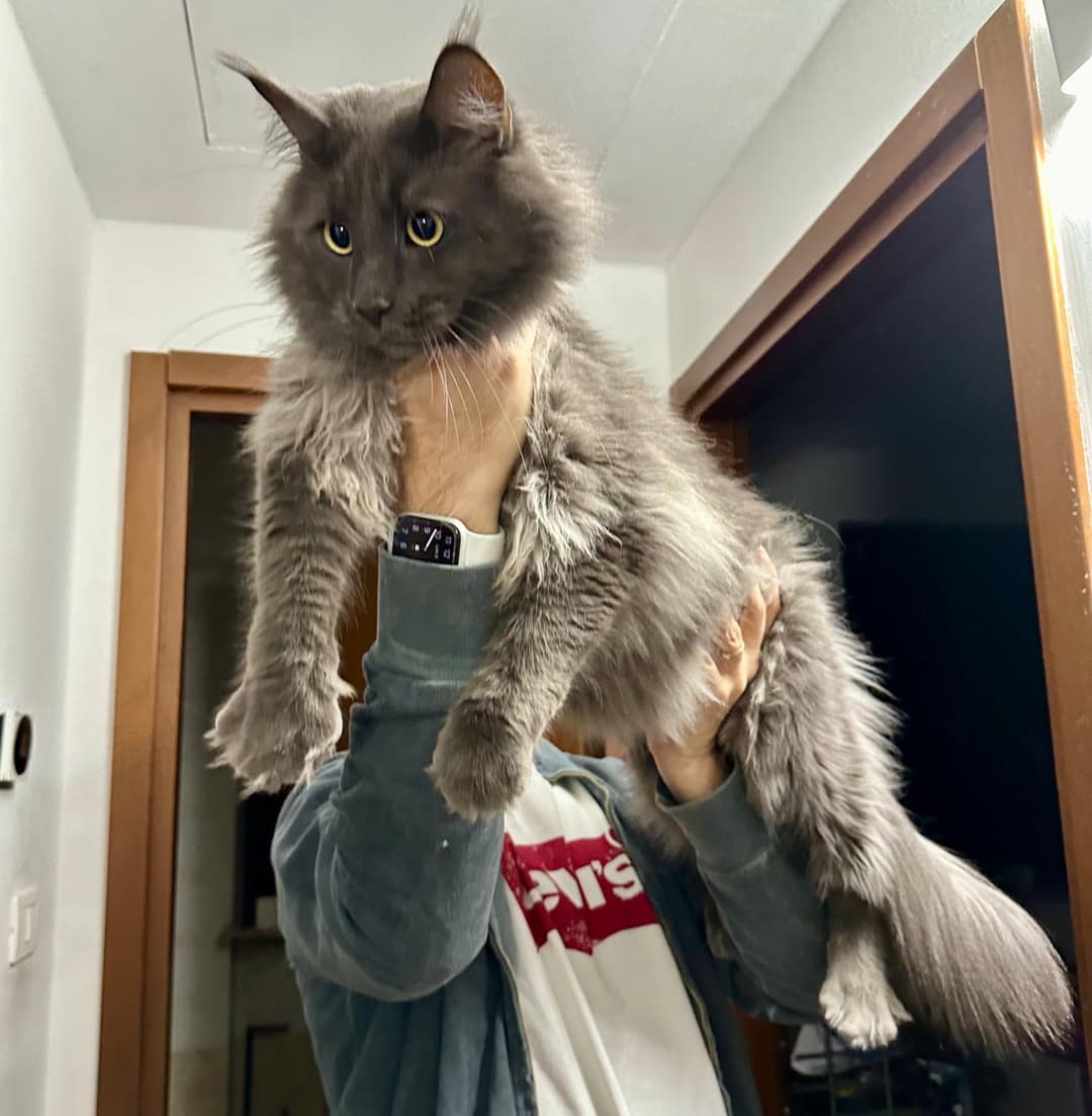 Maine Coon in famiglia con bambini