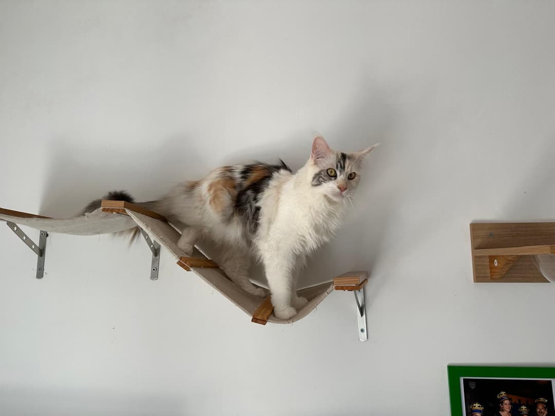 Maine Coon affettuoso con la famiglia