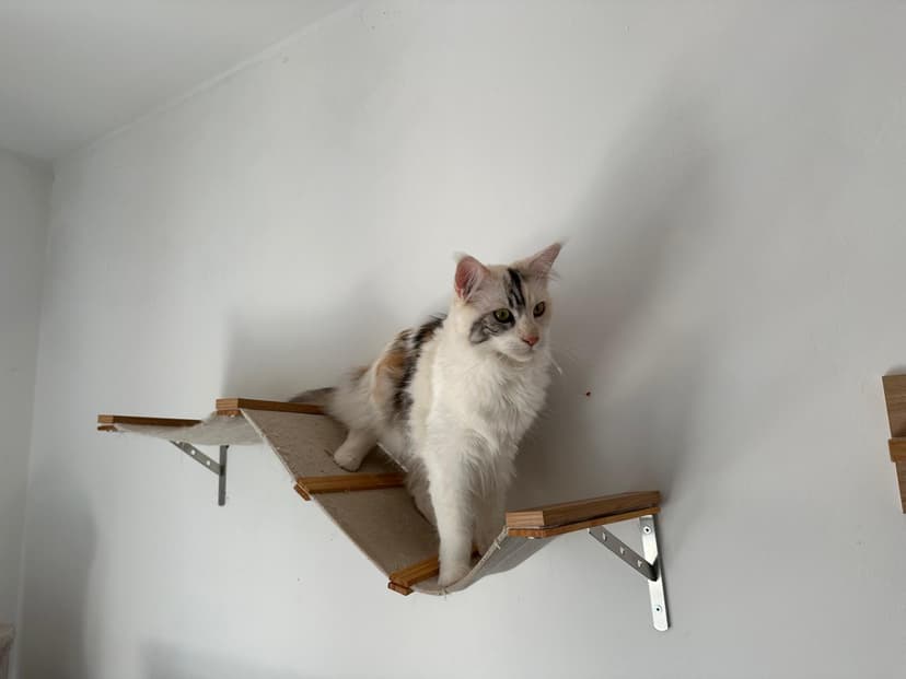 Maine Coon curato e in salute