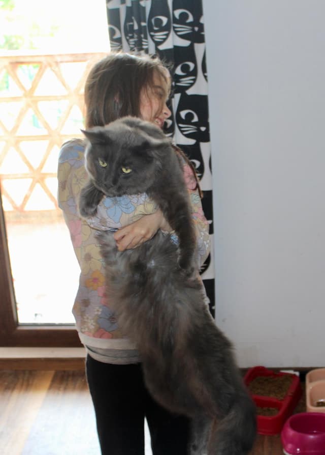 Maine Coon