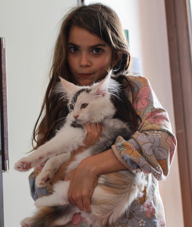 Maine Coon