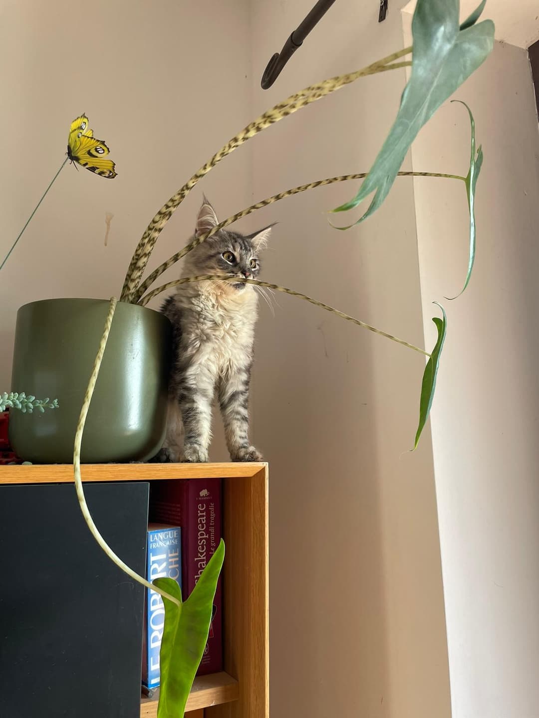 I nostri Maine Coon crescono in famiglia