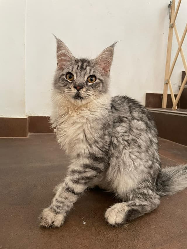 Maine Coon