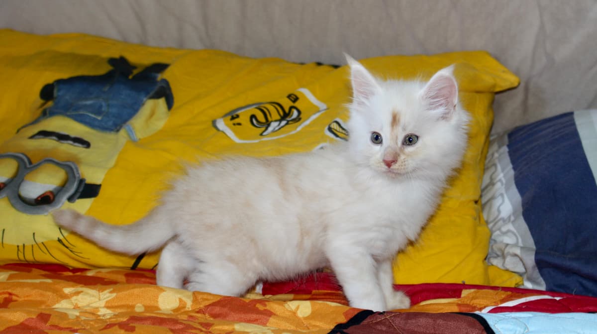 Maine Coon Giganti del Conero