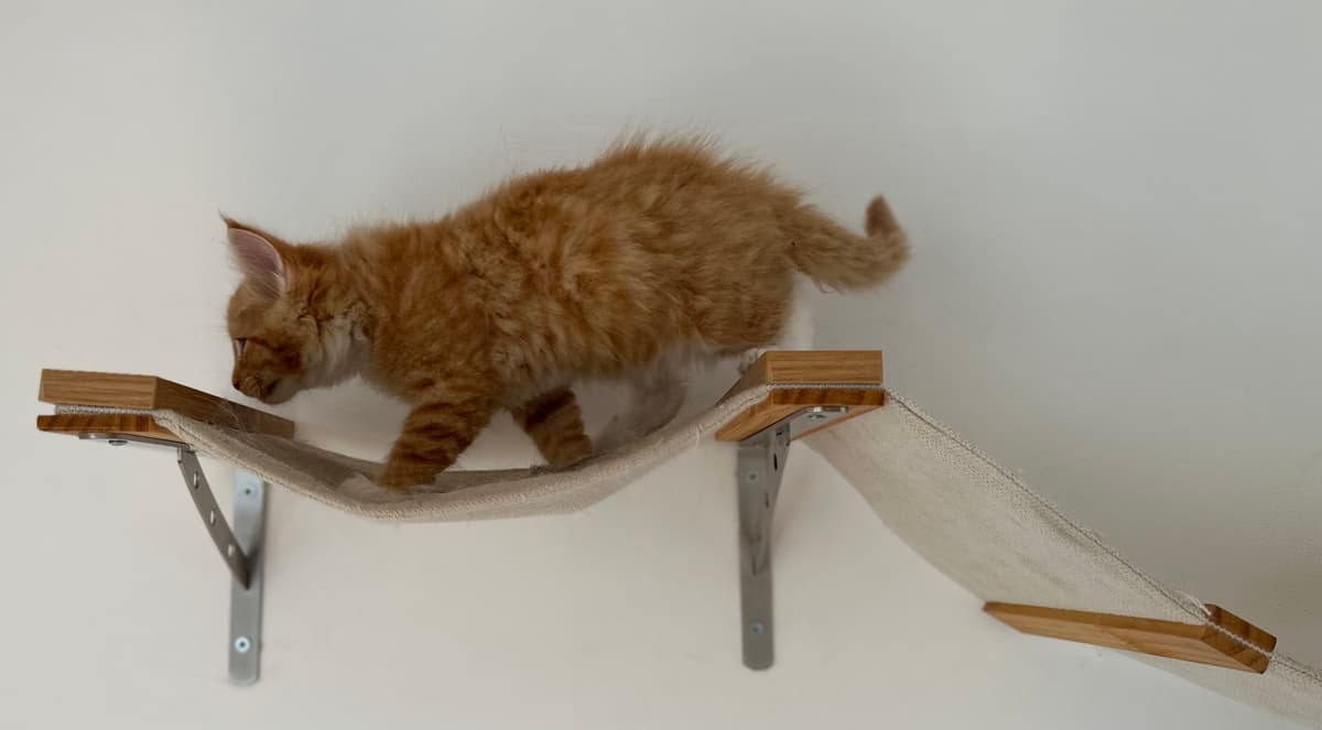 Maine Coon Giganti del Conero