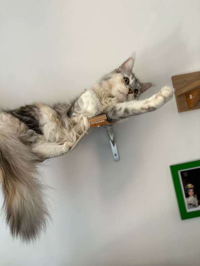 Maine Coon