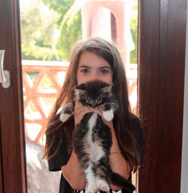 Maine Coon