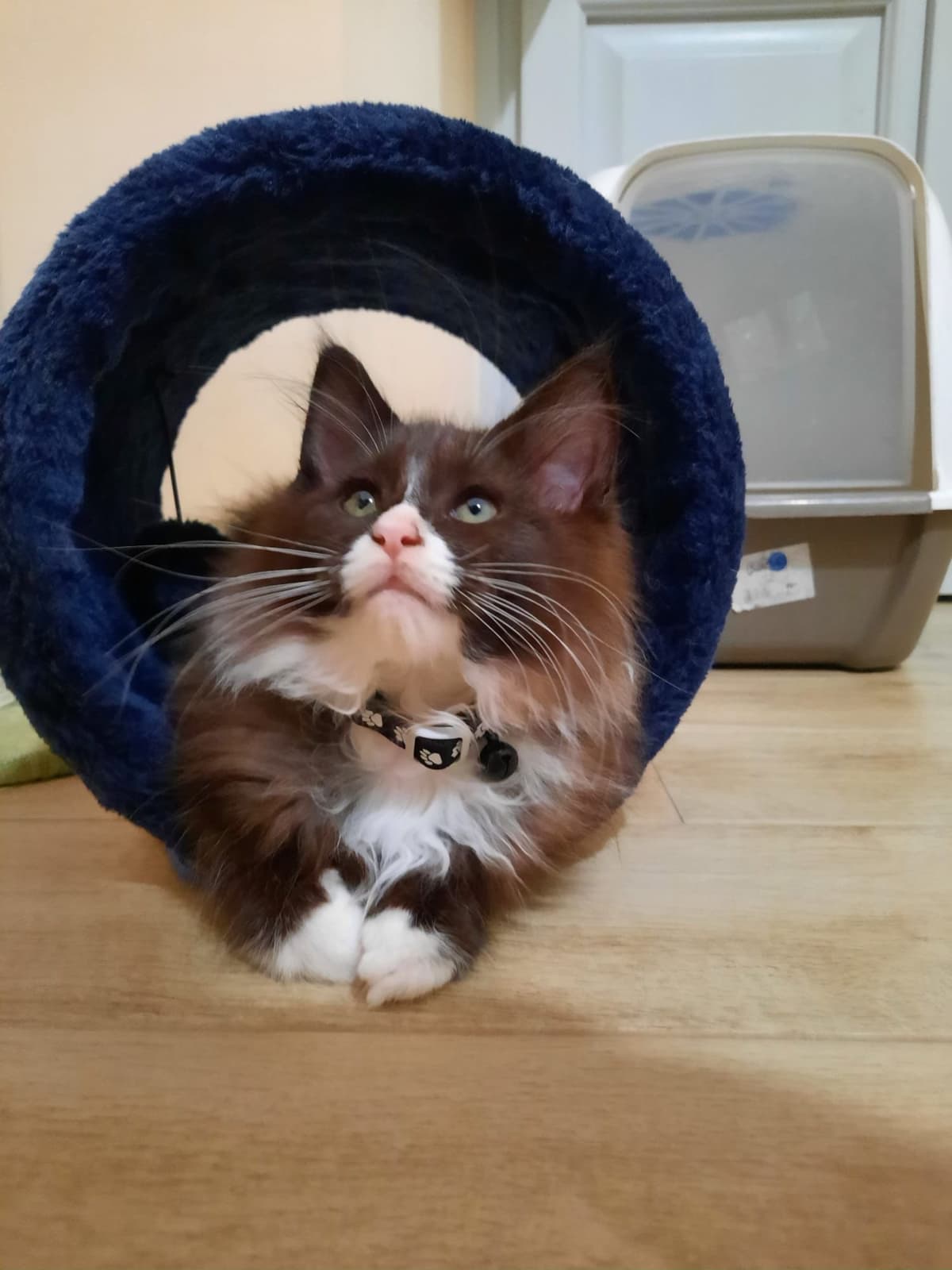 Stalloni e Fattrici Maine Coon